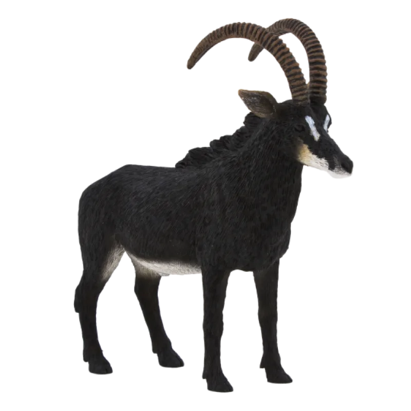 Mojo Antilopa vraná