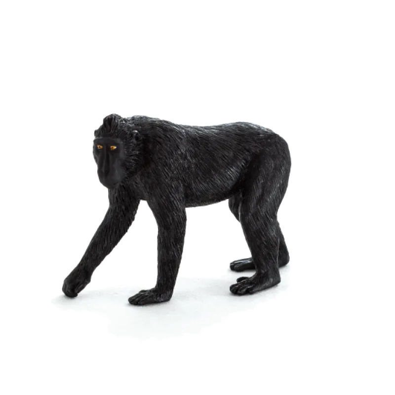 Mojo Makak chocholatý