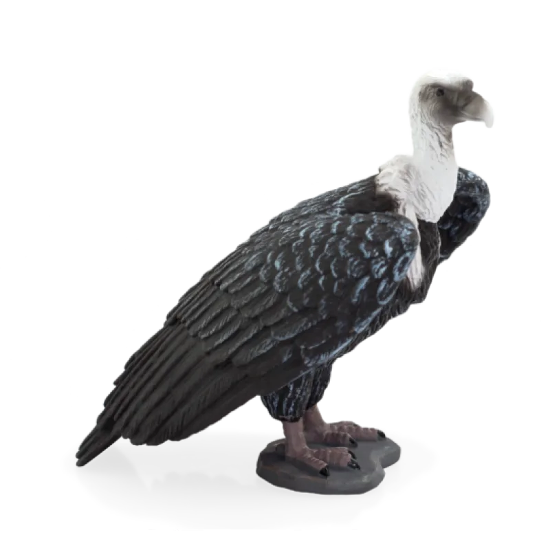 Mojo Sup bielohlavý