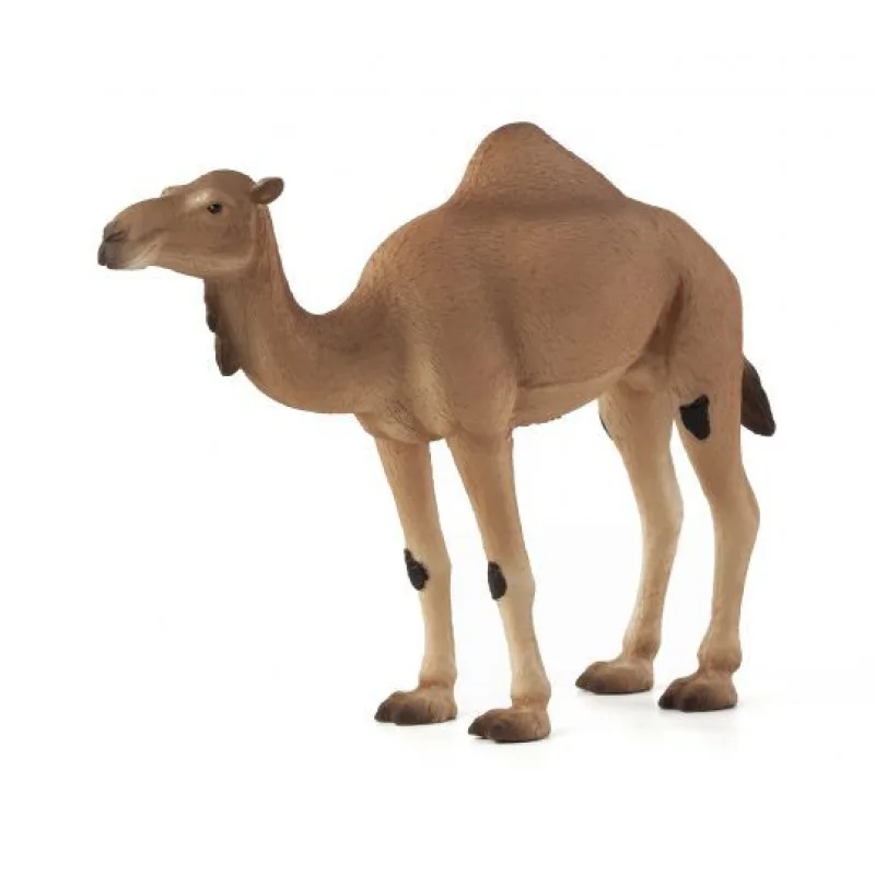 Mojo Ťava jednohrbá