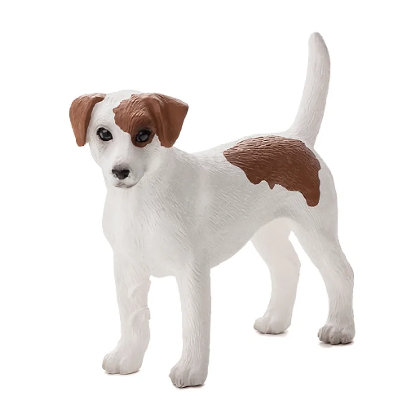 Mojo Jack Russell teriér