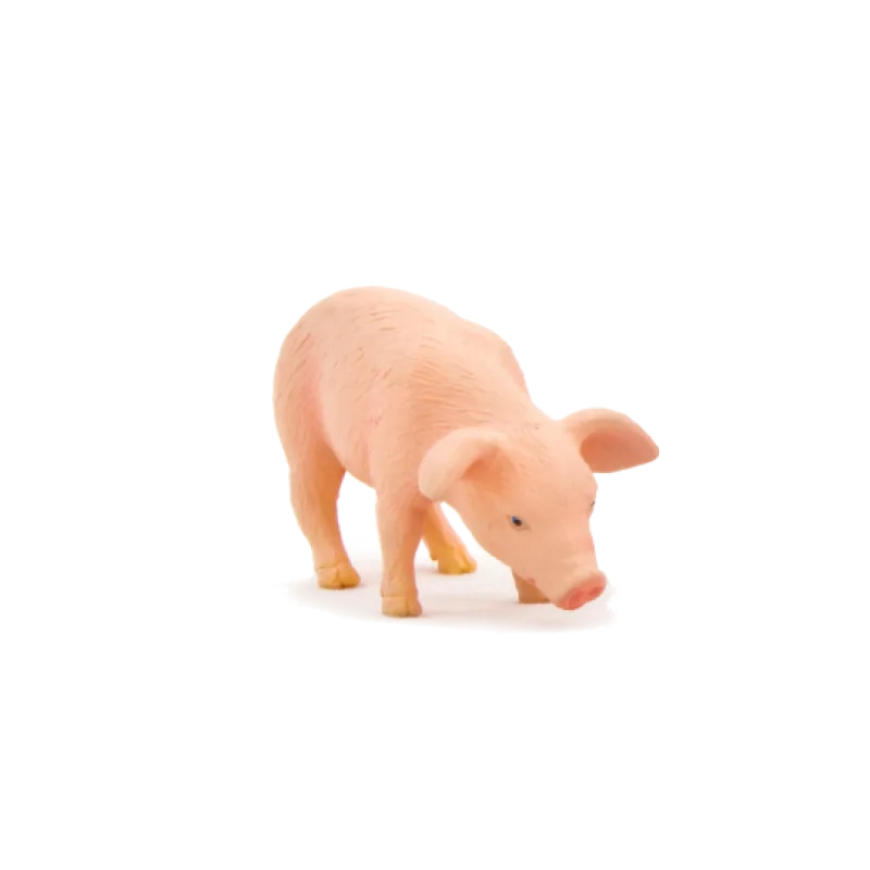 Mojo Prasa kŕmiace sa