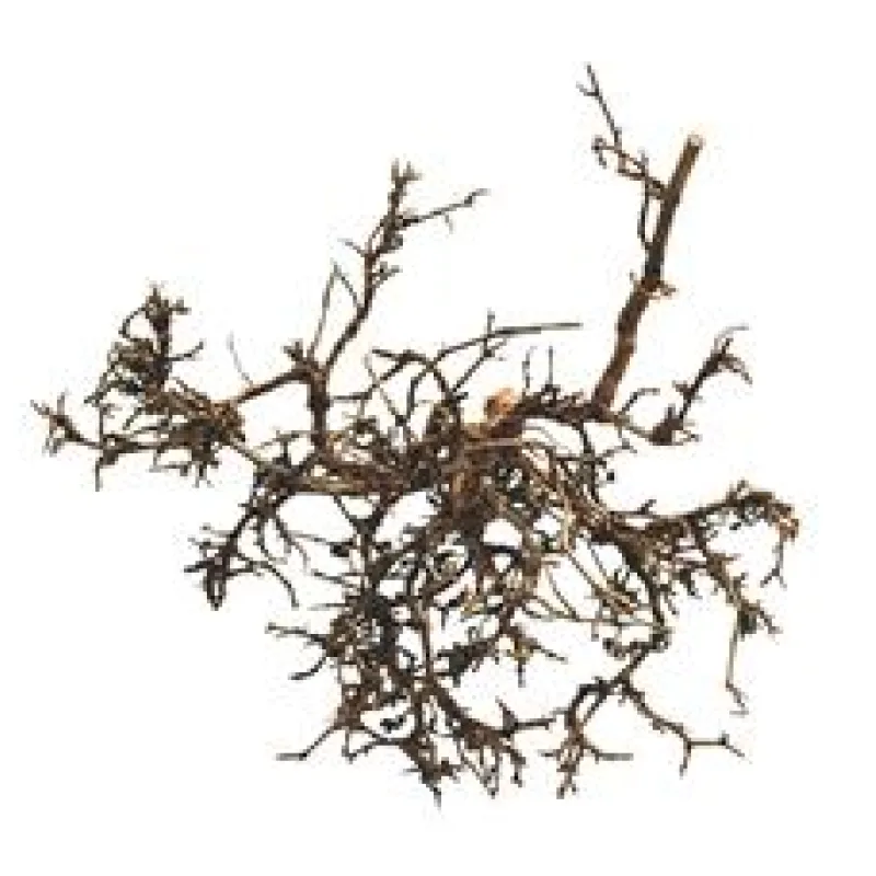 Lucky Reptile Desert Bushes Přírodní cca 25-40 cm