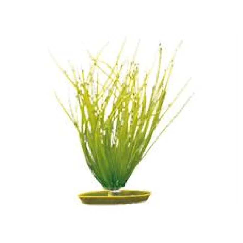 Rostlina MARINA Hairgrass 20 cm