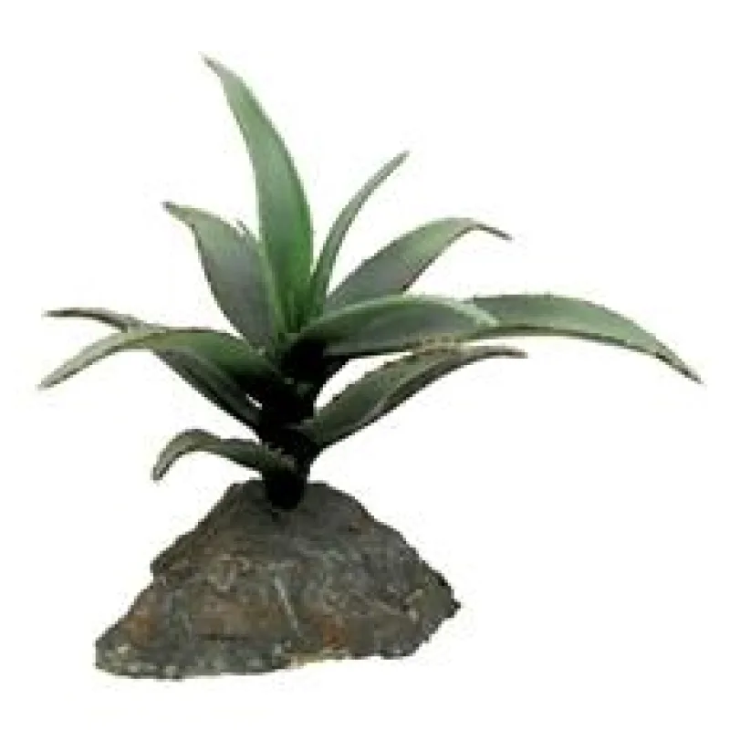 Lucky Reptile-Sukulenty Tiger Aloe, cca 8 cm