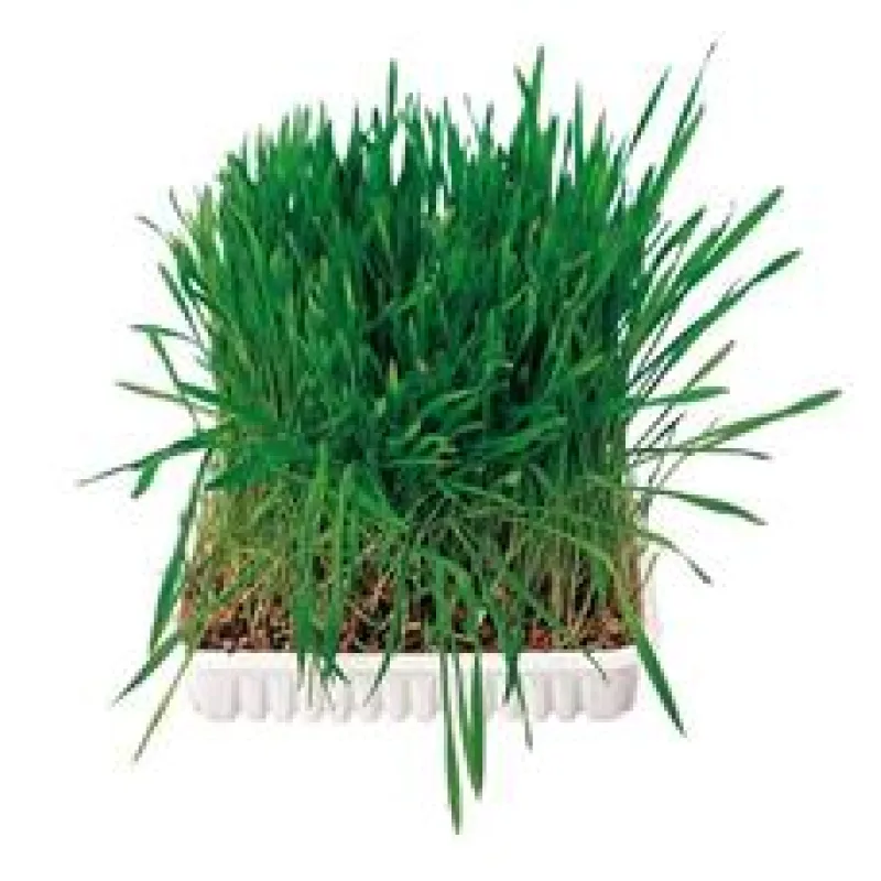 Tráva pro hlodavce v misce TRIXIE 100g TRIXIE