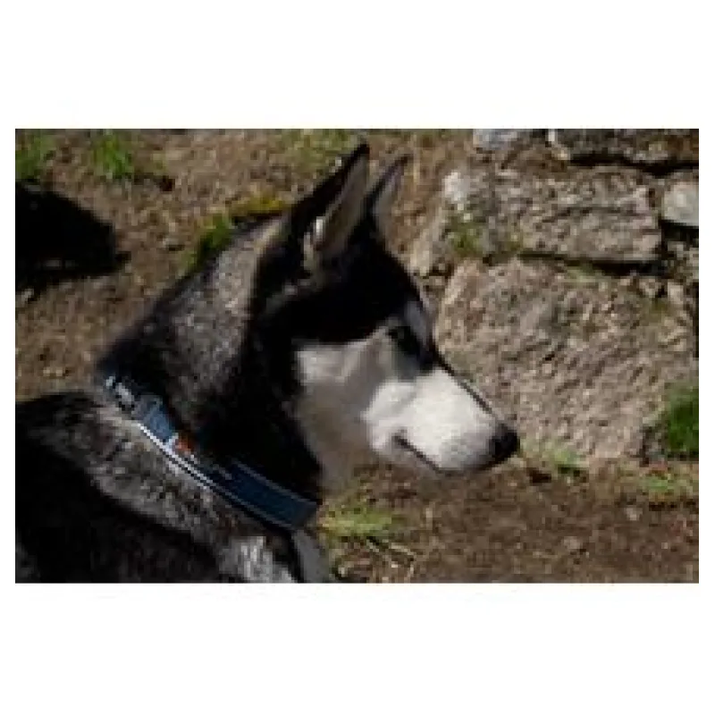 Obojek Roam vel. 2XL - Black