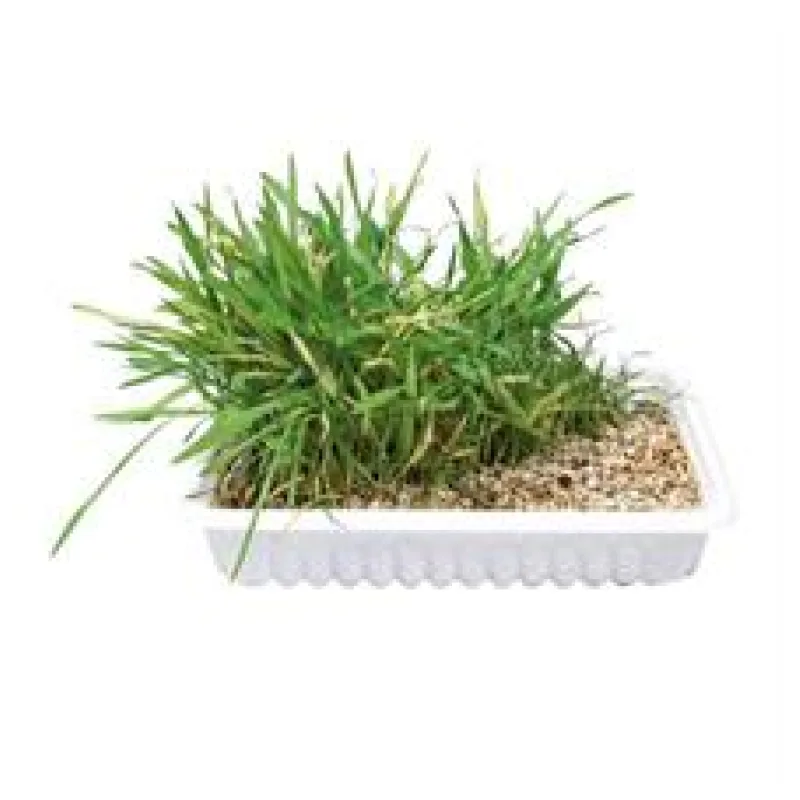 Tráva pro kočku v misce TRIXIE 100 g