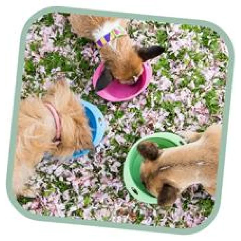 Miska pro psa, cestovní, BecoBowl Travel-pink L, EKO