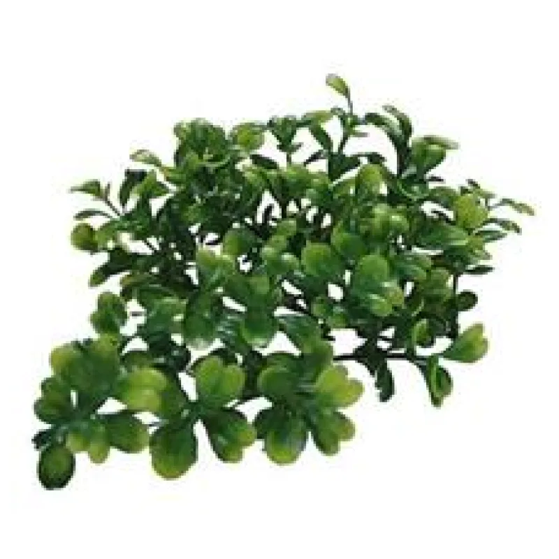 Lucky Reptile Turtle Plants Bacopa cca 40 cm