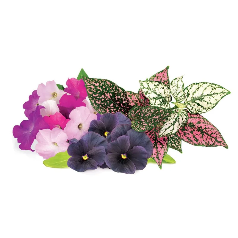 Smart Garden Mix kvetín 3-pack