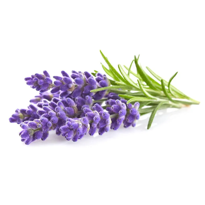 Smart Garden Levanduľa