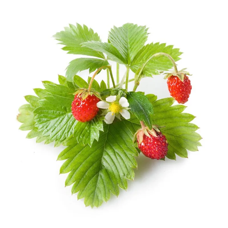 Smart Garden Lesné jahody PCW-011