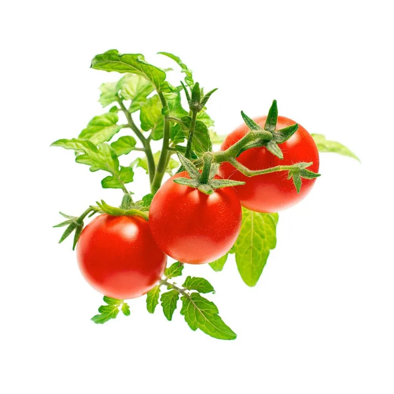 Smart Garden Mini rajčiny PCW-006