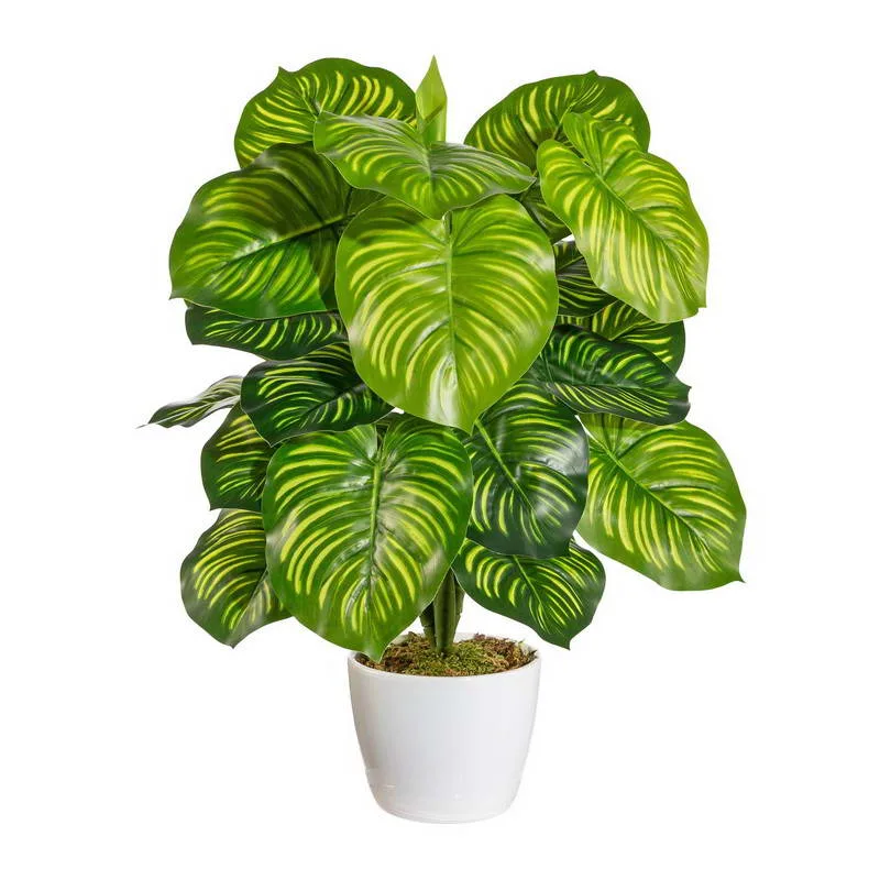 Maranta 22 stoniek, 50cm