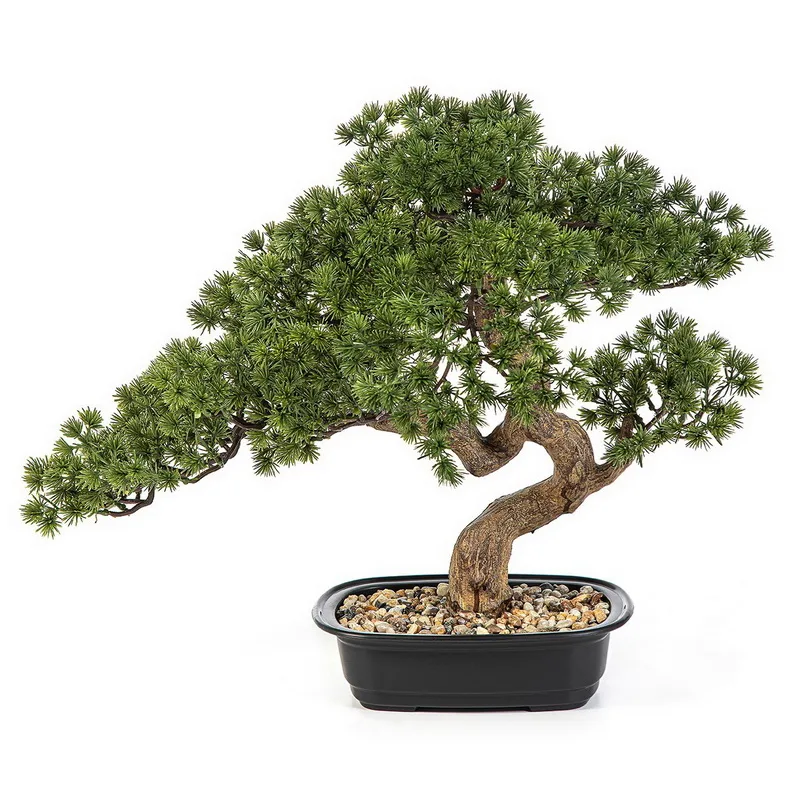 Bonsai borovice Mini v kvetináči, 44cm