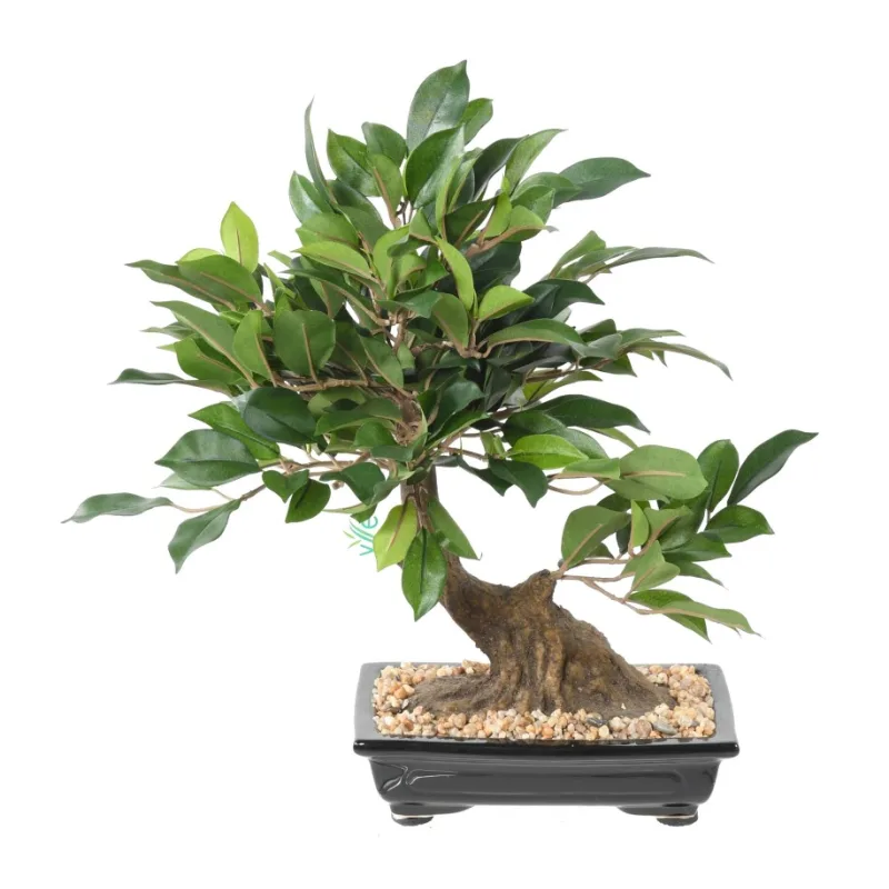 Umelá Bonsai Ficus v miske, 38 cm