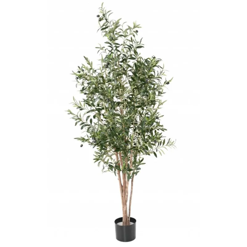 Olivovník strom, 170 cm