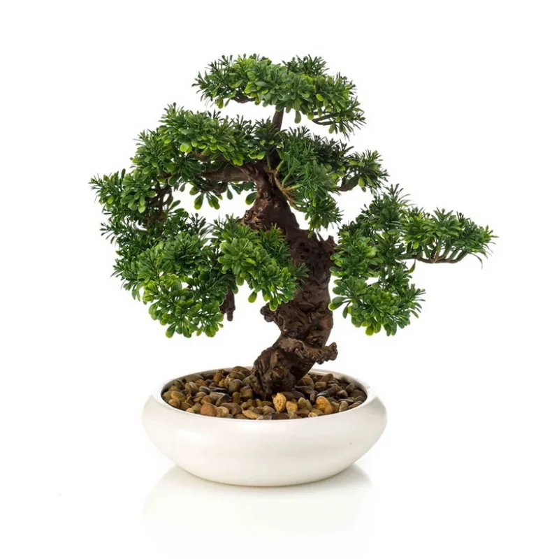 Bonsai Ficus v miske, 37 cm