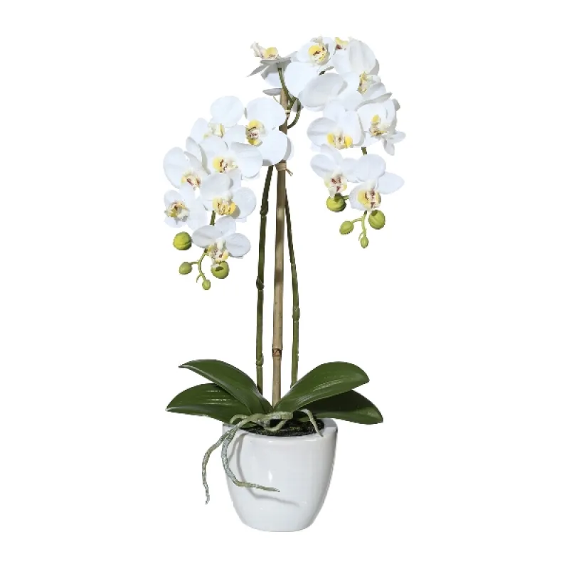 Orchidea Můrovec mini biely v kvetináči, 43cm