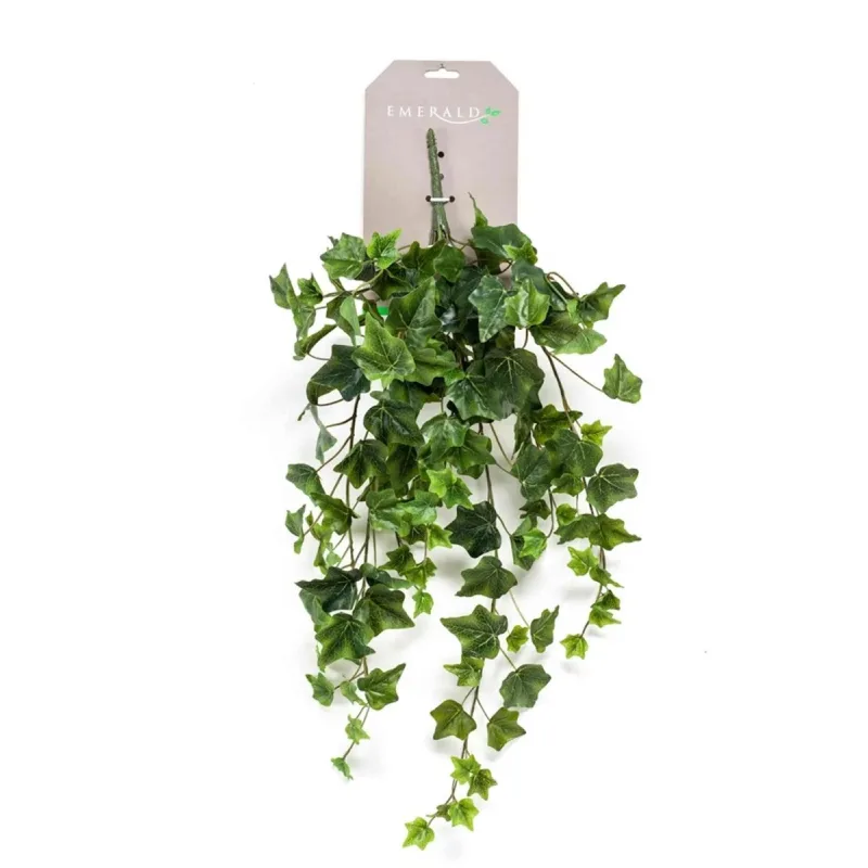 Popínavý brečtan zelený, 70cm