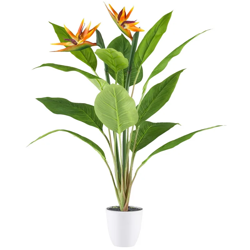 Strelitzia v kvetináči, 2 kvety, 80cm