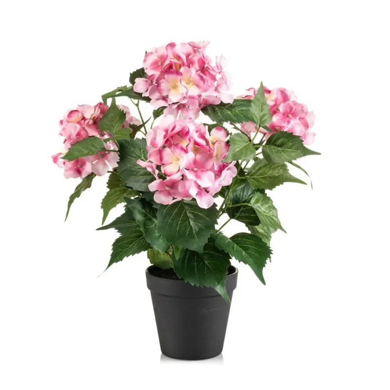 Hortenzia ružová v kvetináči, 38cm