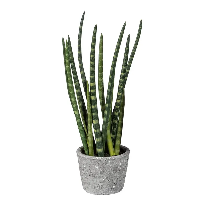 Sanseveria v kvetináči, 45cm