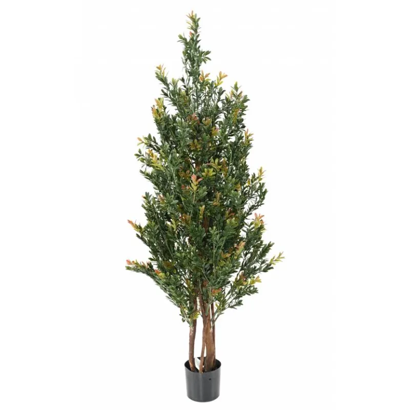 Buxus red day stromček, 130cm