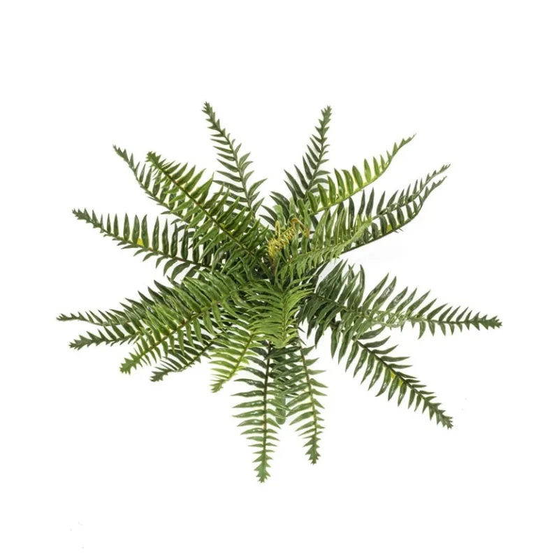 Divoká papraď, 35cm