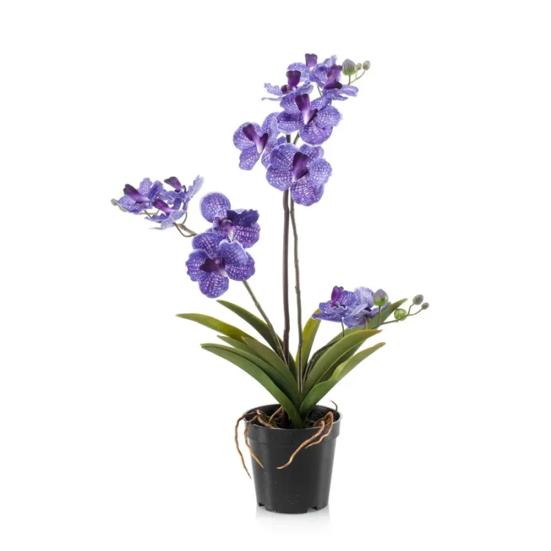 Orchidea modrá, 60cm