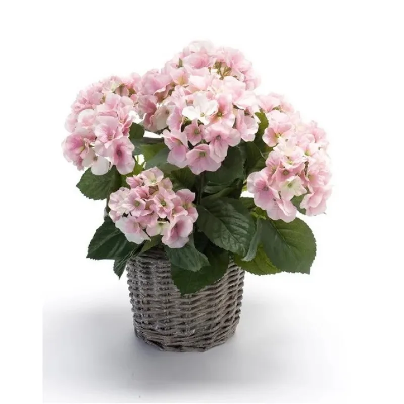 Hortenzia ružová v kvetináči, 45cm