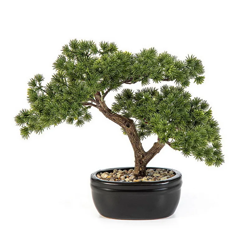 Bonsai borovice Mini v kvetináči, 26cm