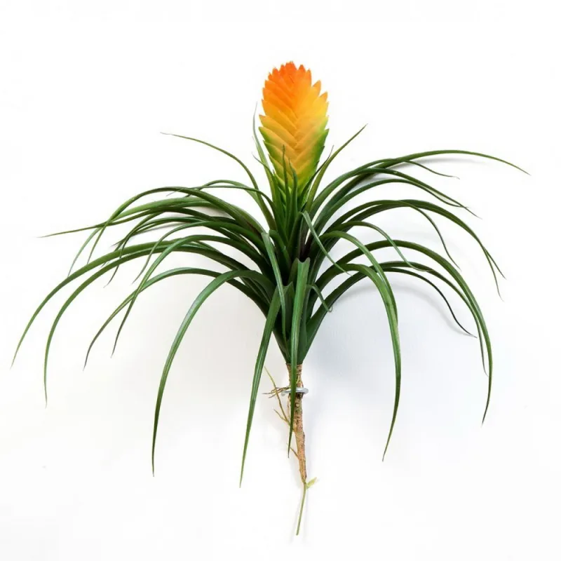 Bromelia s kvetom, 30cm