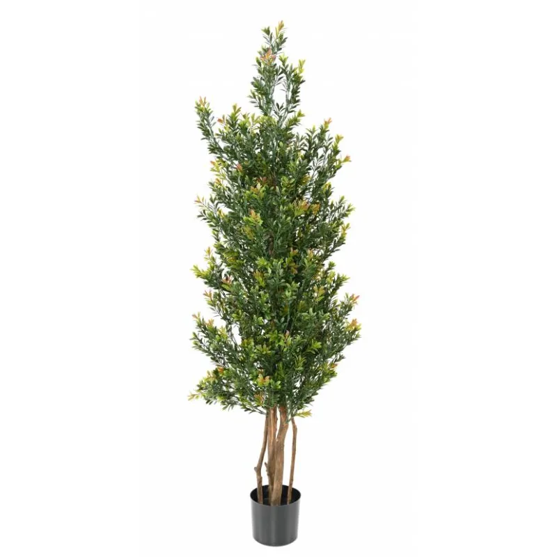 Buxus red day stromček, 165cm