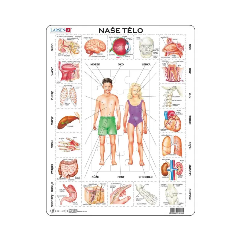 Dino NAŠE TĚLO 35 d. EDU Puzzle