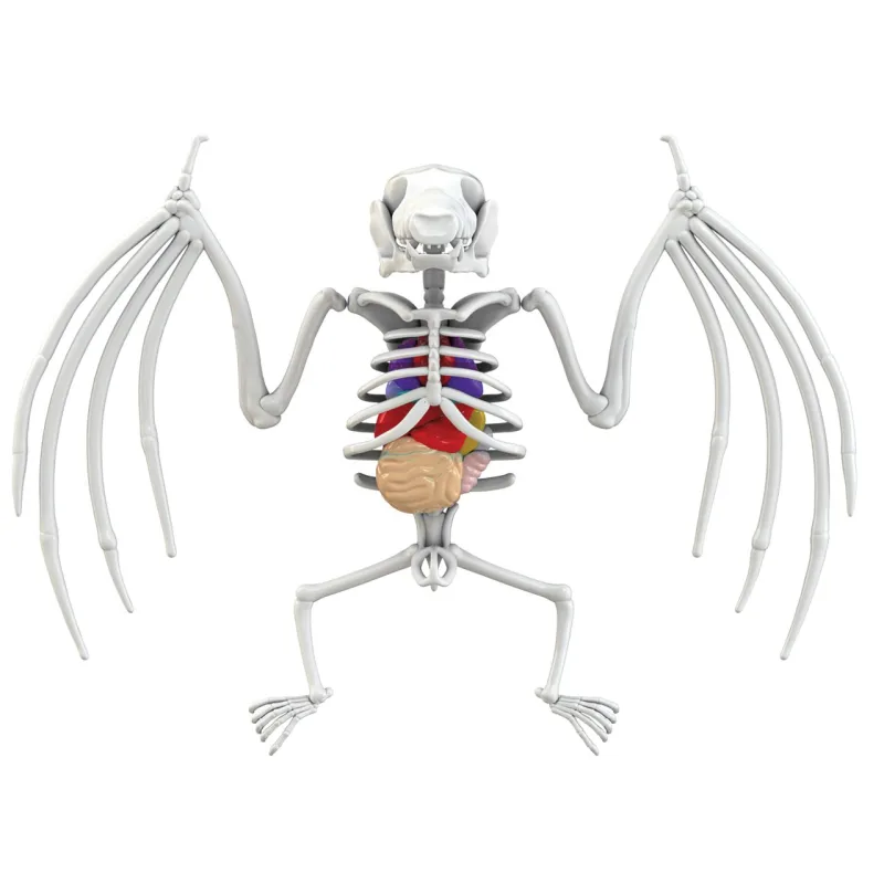 Simba Objevuj Pitva Netopýra